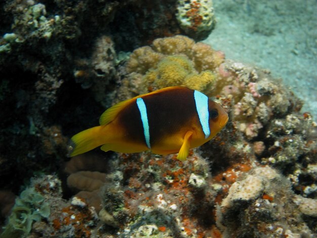 Anemonenfisch schwimmt seitlich vorbei grossansicht