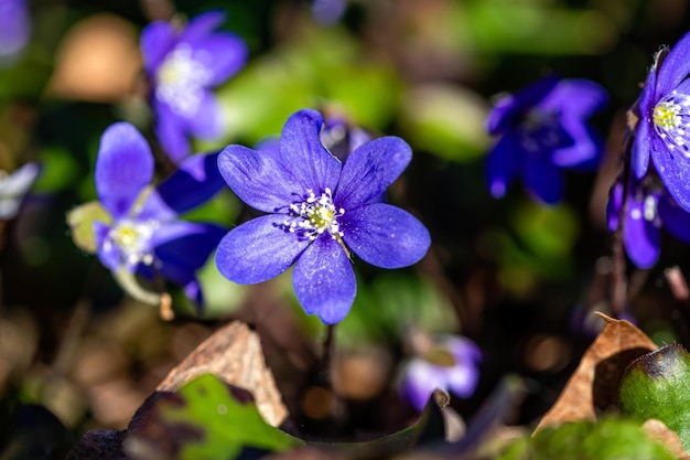 Anemonoides blanda syn Anemone blanda bałkański anemone wiatrak z bliska selektywne skupienie