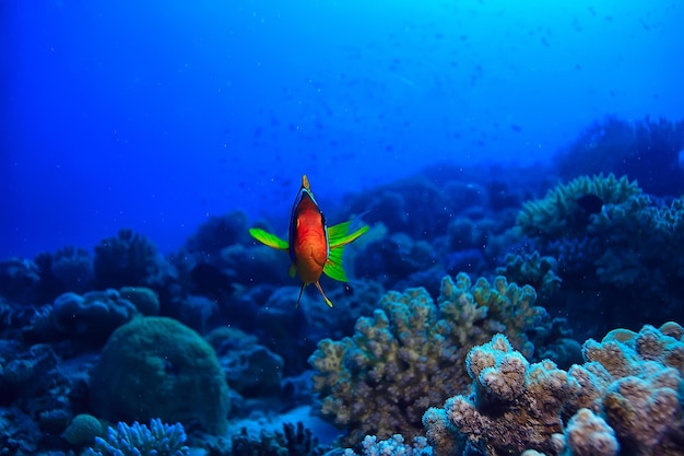 anemonowe ryby, klaun podwodne pomarańczowe ryby morskie tło akwarium