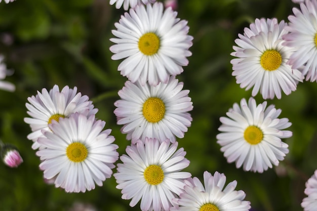 Angielska stokrotka w ogrodzie. Bellis perennis. Piękne kwiaty stokrotki.