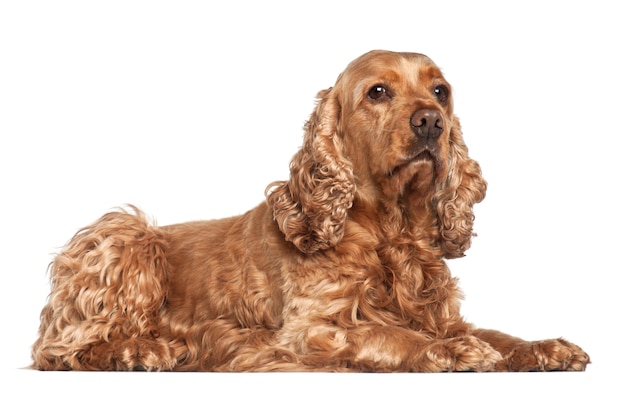 Angielski Cocker Spaniel Odizolowywający Na Bielu