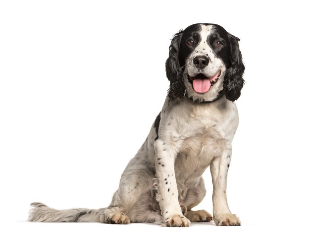 Angielski Springer Spaniel Pies Siedzi I Dyszy, Wycięty