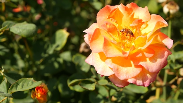 Angielskie róże w ogrodzie rosarium. Kwitnące kwiaty. Zbliżenie łóżko różaniec.