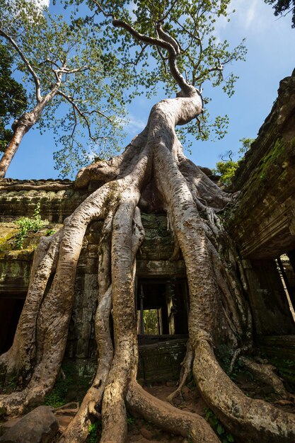 Angkor