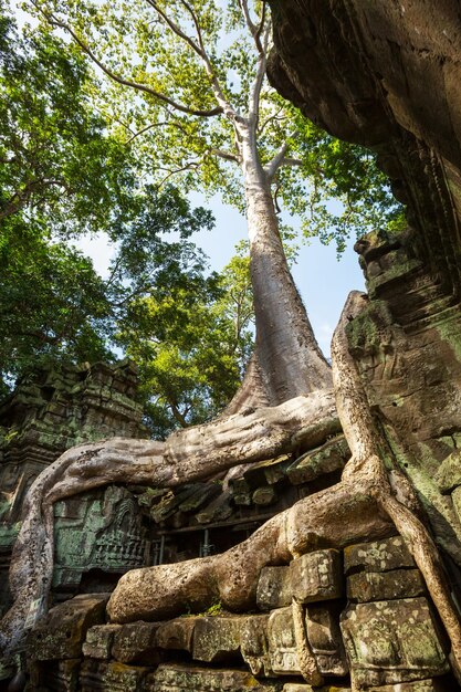 Angkor