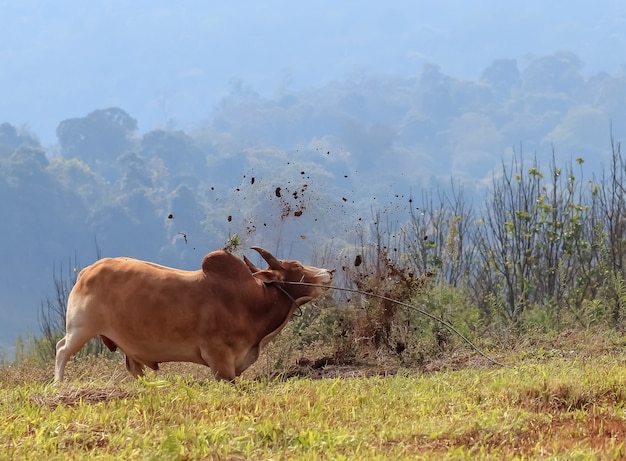 Angry Cow