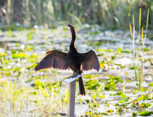 Anhinga suszący swoje pióra w Everglades