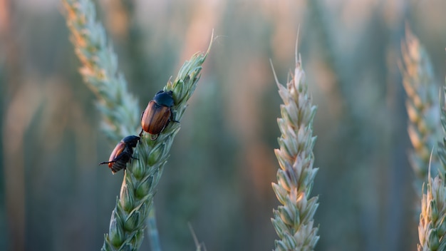 Anisoplia Segetum Owad, Szkodnik Na Polach Traw.