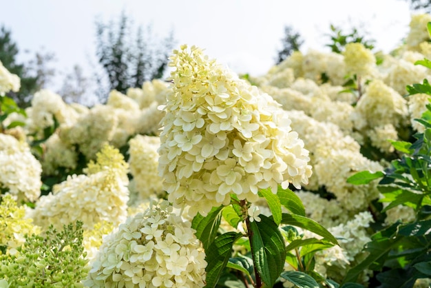 Annabelle Hortensja białe żółte kwiaty Hortensja macrophylla kwitnie zbliżenie krzewy ogrodnictwo