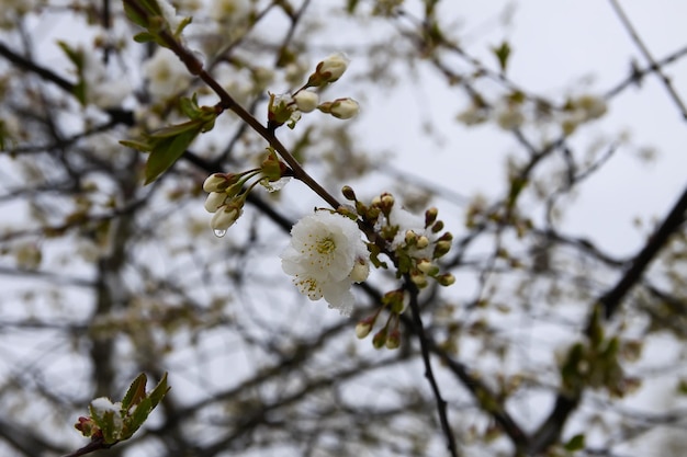 Anomalia pogodowa. Opady śniegu w maju. Świeży śnieg na kwitnących gałęziach drzewa wiśni.