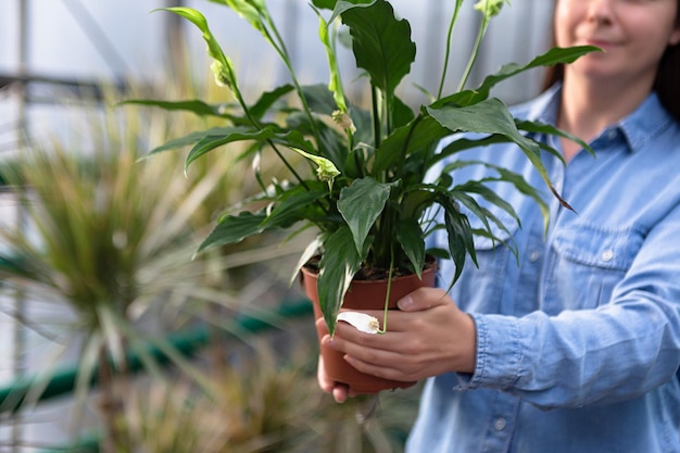 Anonimowa kobieta w szklarni ze spathiphyllum w garnku