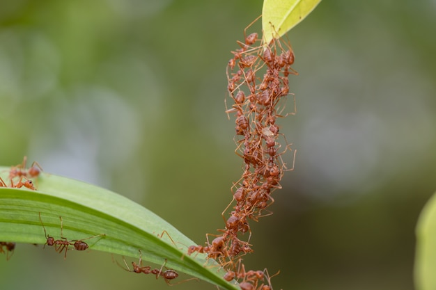 Ant Action Standing.ant Zespół Jedności Mostu