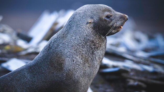 Antarktyczna foka Arctophoca gazella i plaża Półwysep Antarktyczny