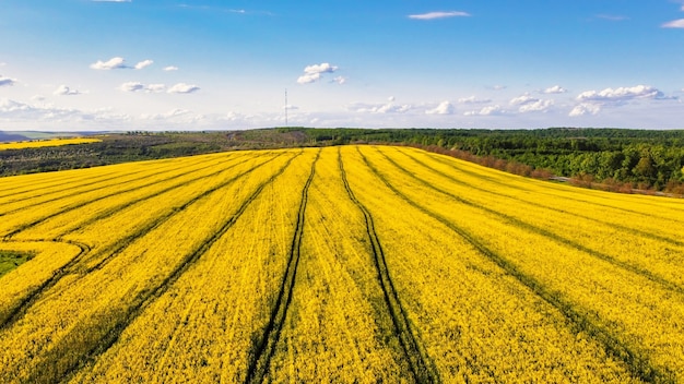 Antenowe drone widok natury w Mołdawii. Żółte pole, ślady ciągnika