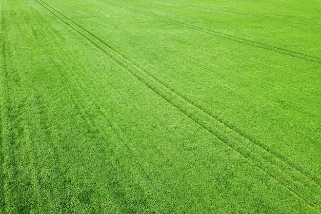 Antenowe zielone pole pszenicy. Widok z lotu ptaka duże zielone pole.