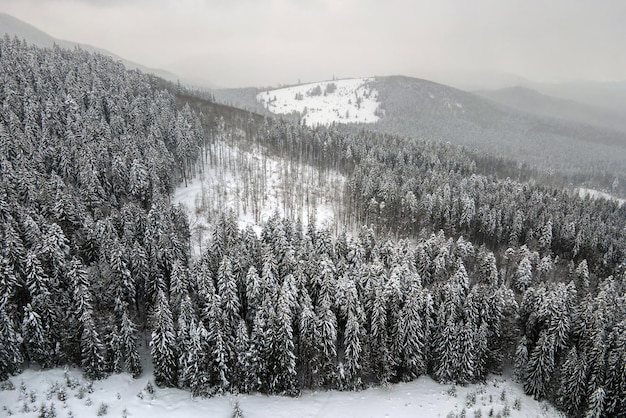 Antenowy mglisty krajobraz z wiecznie zielonymi sosnami pokrytymi świeżym opadłym śniegiem po ciężkich opadach śniegu w zimowym lesie górskim na zimny spokojny wieczór.