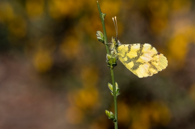 Anthocharis euphenoides to lepidoptera z rodziny Pieridae.