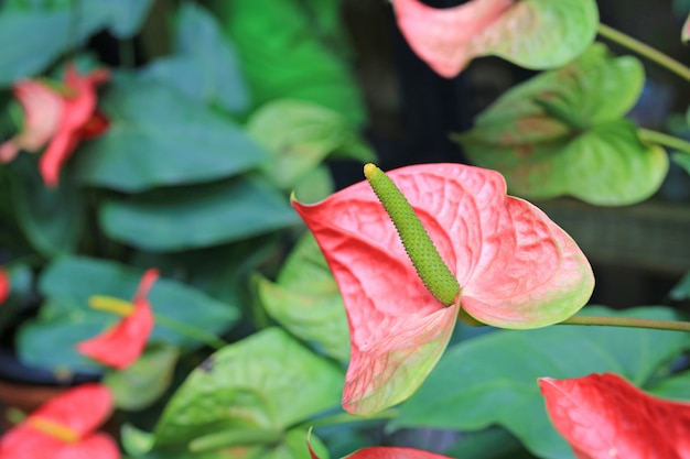 Anthurium kwiat w ogródzie botanicznym.