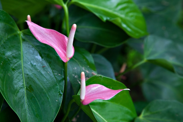 Anthurium sp (Araceae)