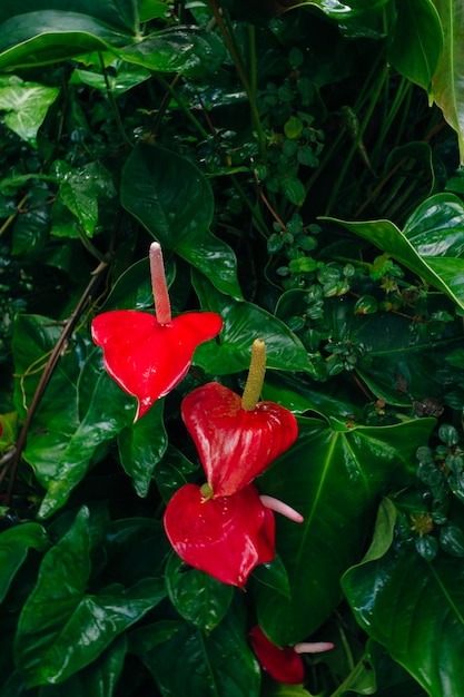 Anthurium to czerwony kwiat w kształcie serca z ciemnozielonymi liśćmi na tle.