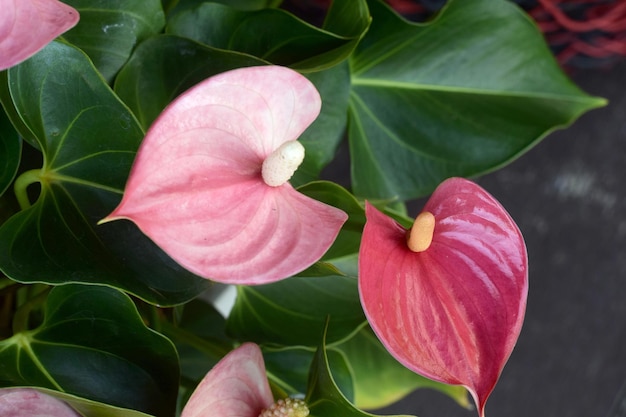 Anthuriums