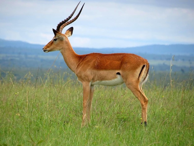 Zdjęcie antilopa stojąca na równinach maasai mara