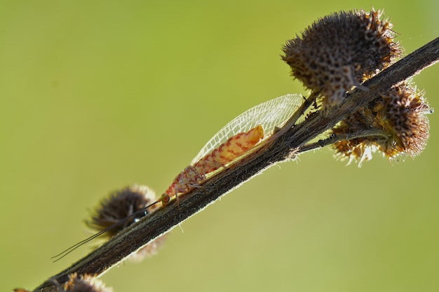 Antlion na gałązkach