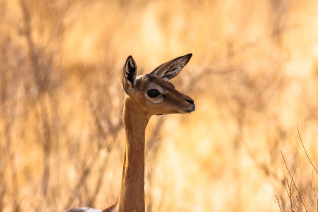 Antylopa Afryki. Gazelle gerenuk. Samburu, Kenia.