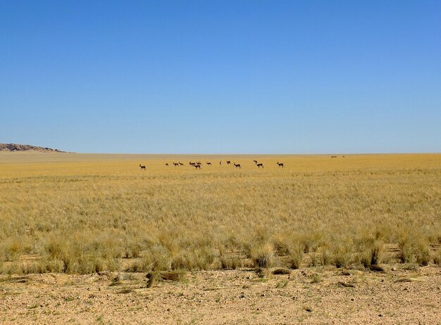 Antylopa na safari Namibii