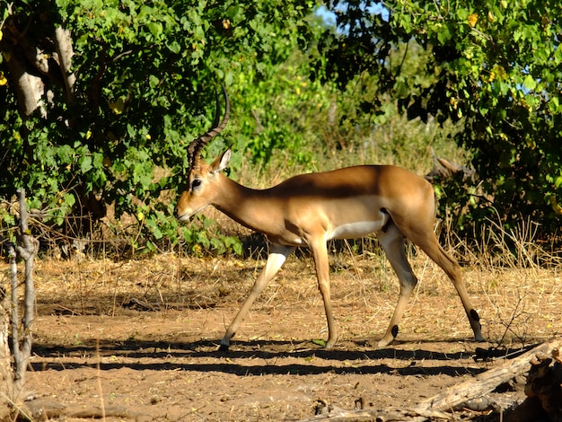 Antylopa na safari w Chobe parku narodowym, Botswana, Afryka