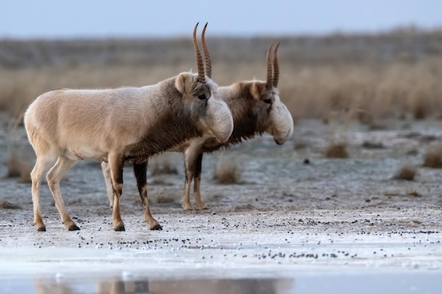 Antylopa Saiga lub Saiga Tatarica spaceruje zimą po stepie w pobliżu wodopoju