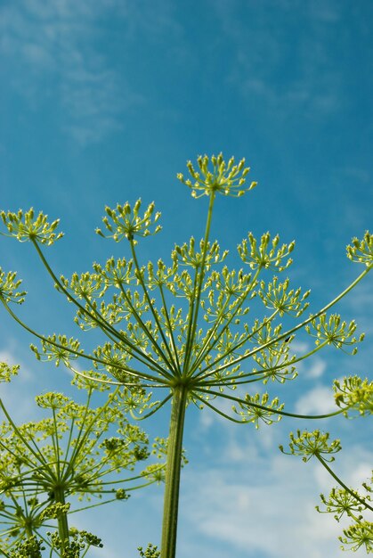 Apiaceae Umbelliferae