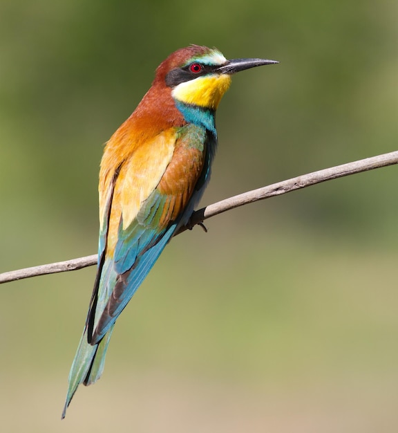 Apiaster Beeeater Merops Jeden z najbardziej kolorowych ptaków