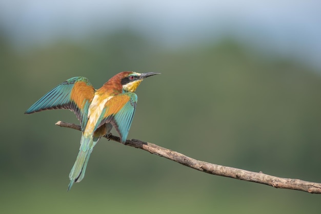 Apiaster Meropsa pszczoła europejskiego siedzący na gałęzi