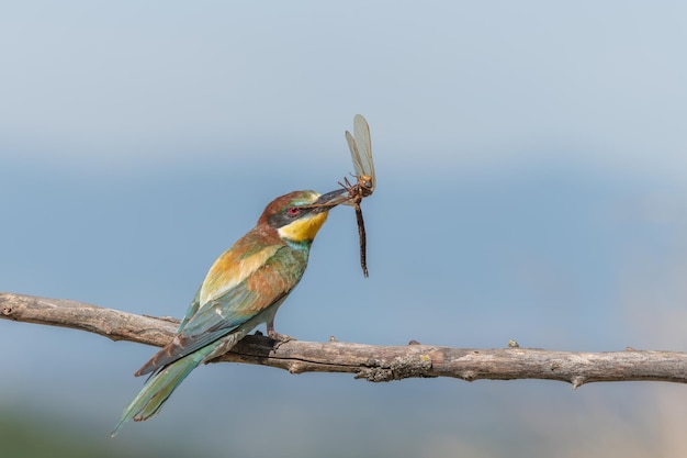 Apiaster Meropsa pszczółka wznosi się na gałęzi z ważką w dziobie