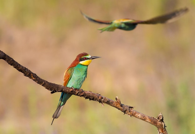 Apiaster żołny Merops Ptak siedzi na pięknej gałęzi