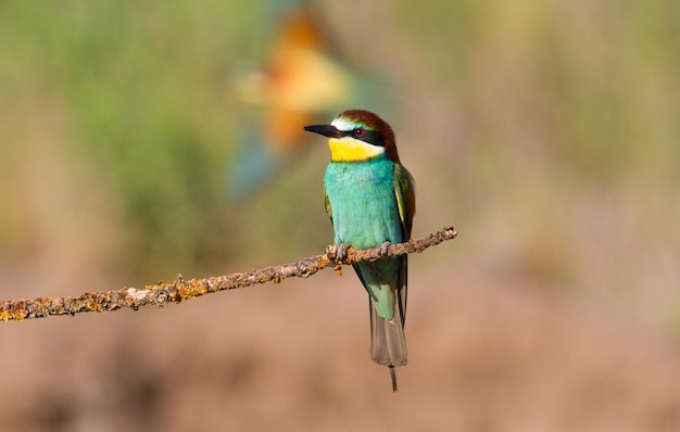 Apiaster żołny merops Ptak siedzi na pięknej gałęzi