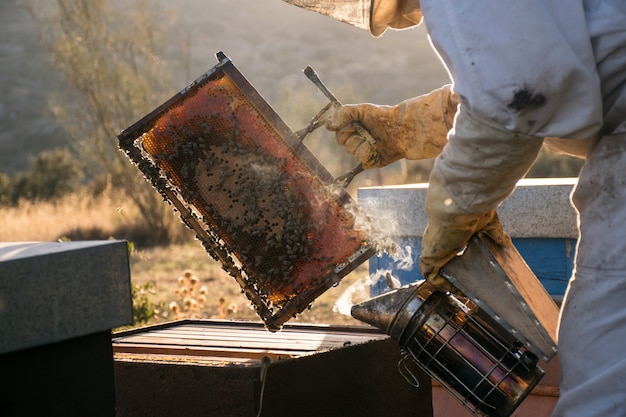 Apicultor Extrayendo Miel De Panales De Abejas