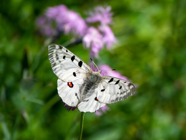 Apollo Butterfly - Parnassius apollo, spoczywa na kwiatku na zielonym tle trawy.