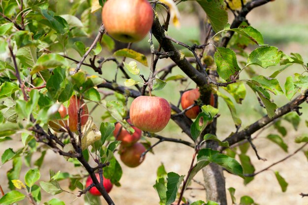 Apple na gałęzi