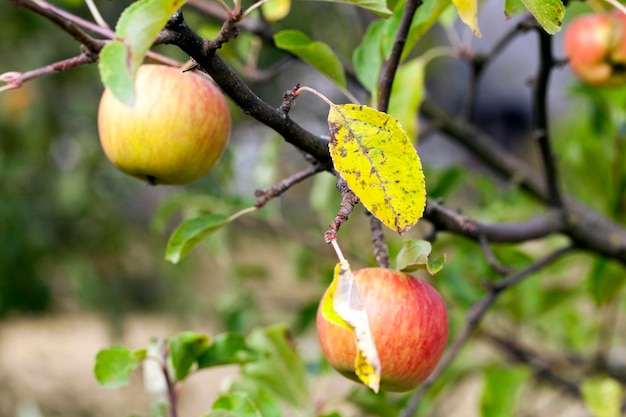 Apple na gałęzi