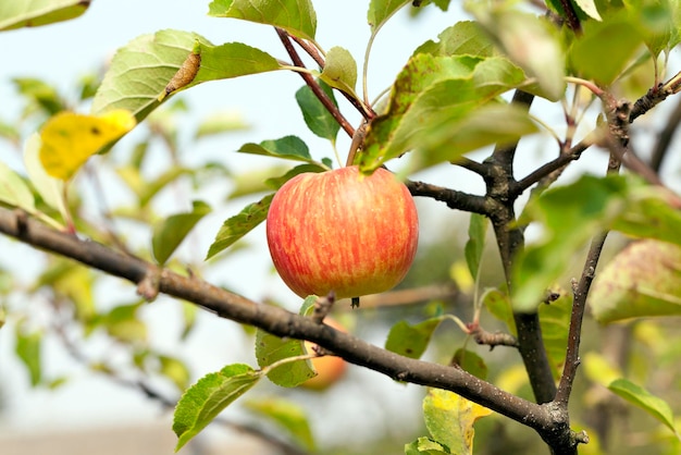 Apple na gałęzi