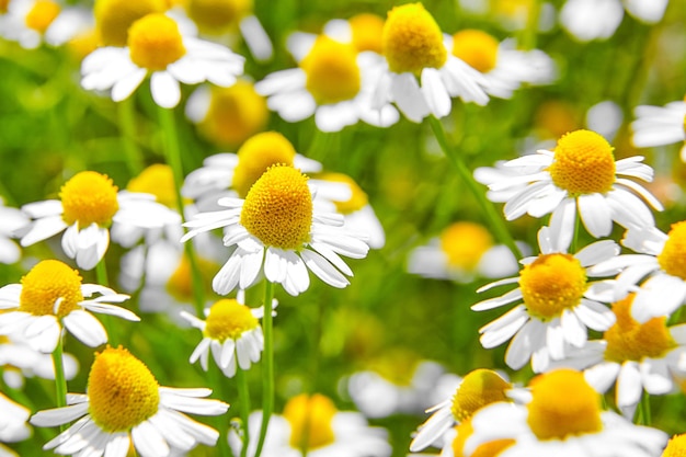Apteka rumianek jest rośliną leczniczą pola z białymi kwiatami