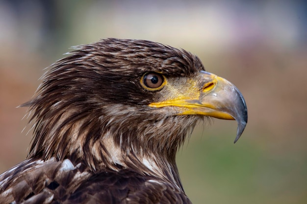 Aquila Chrysaetos Orzeł Przedni To Gatunek Ptaka Szponiaste Z Rodziny Szponiastych