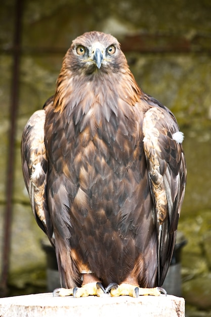 Aquila Chrysaetos w rezerwacie przyrody, Sutherland, Szkocja