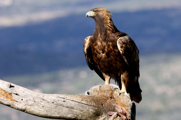 Aquila chrysaetos