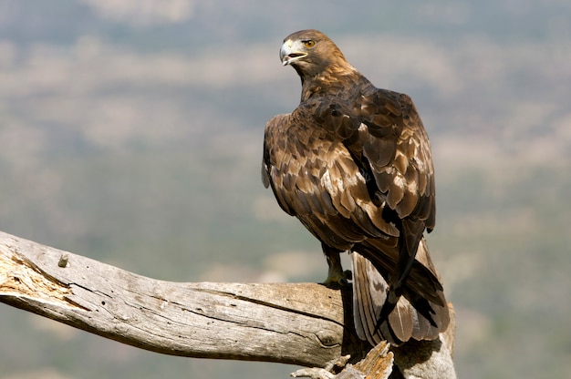 Aquila Chrysaetos