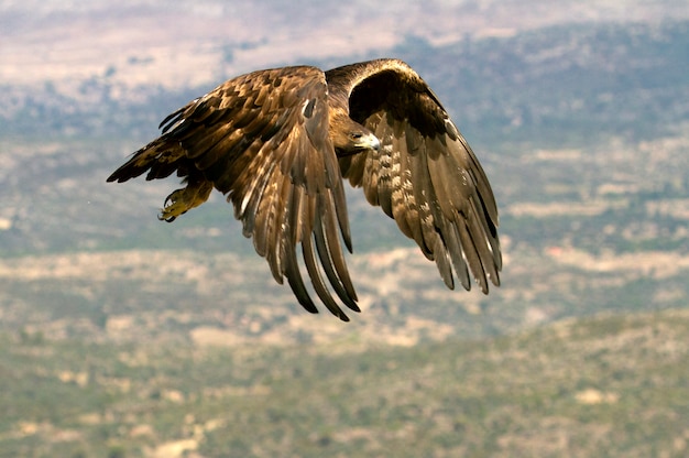 Aquila chrysaetos