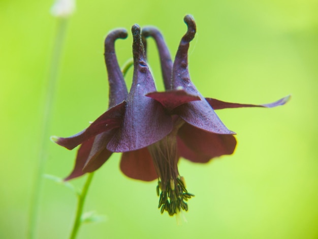 Zdjęcie aquilegia