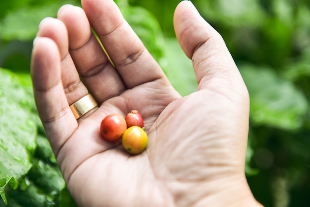 Arabica coffee tree